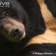 Illustration for article titled Thursidae - Ursus thibetanus Edition